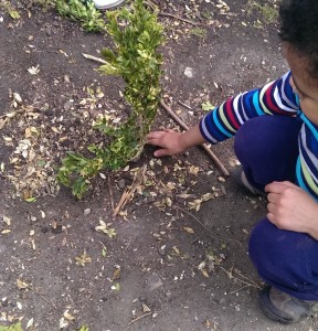 Planting the tree